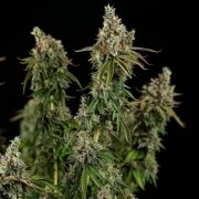 Royal Cookies – product view 8