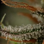 Royal Cookies – product view 9