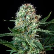 Royal Cookies – product view 10