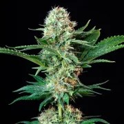 Royal Cookies – product view 11