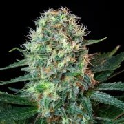 Royal Cookies – product view 12