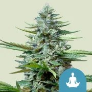 Stress Killer Automatic CBD – product view 1
