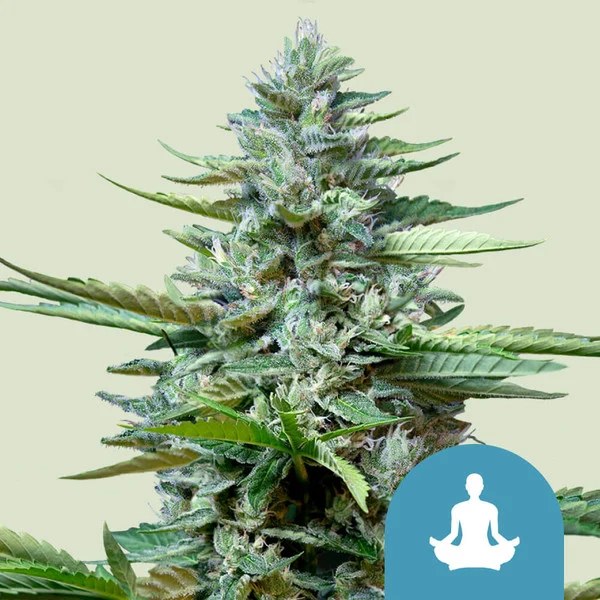 Stress Killer Automatic CBD – product view 1
