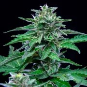Stress Killer Automatic CBD – product view 4