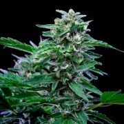 Stress Killer Automatic CBD – product view 5