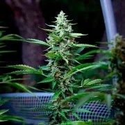 Stress Killer Automatic CBD – product view 6