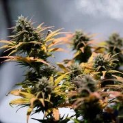 Stress Killer Automatic CBD – product view 7