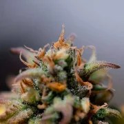 Stress Killer Automatic CBD – product view 8