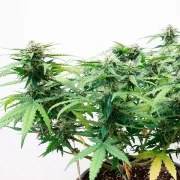 Stress Killer Automatic CBD – product view 9