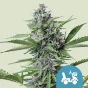 Fast Eddy Automatic CBD – product view 1