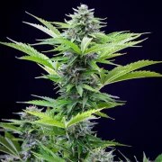 Fast Eddy Automatic CBD – product view 4