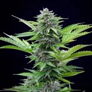 Fast Eddy Automatic CBD – product view 5