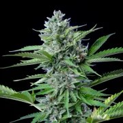 Fast Eddy Automatic CBD – product view 6