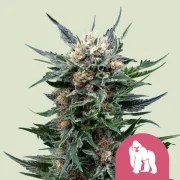 Royal Gorilla – product view 1