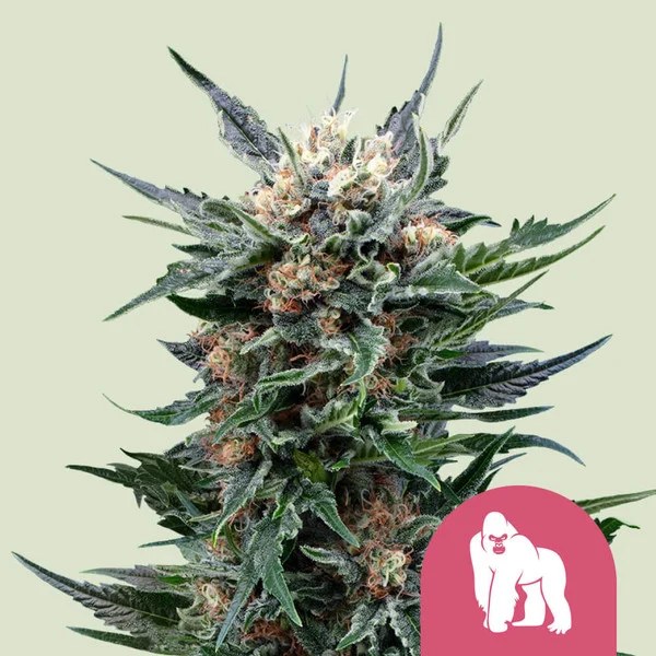 Royal Gorilla – product view 1