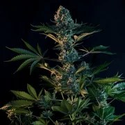 Royal Gorilla – product view 2
