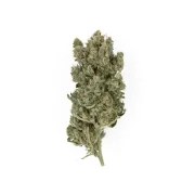 Royal Gorilla – product view 4