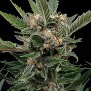 Royal Gorilla – product view 5