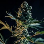 Royal Gorilla – product view 6