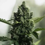 Royal Gorilla – product view 8