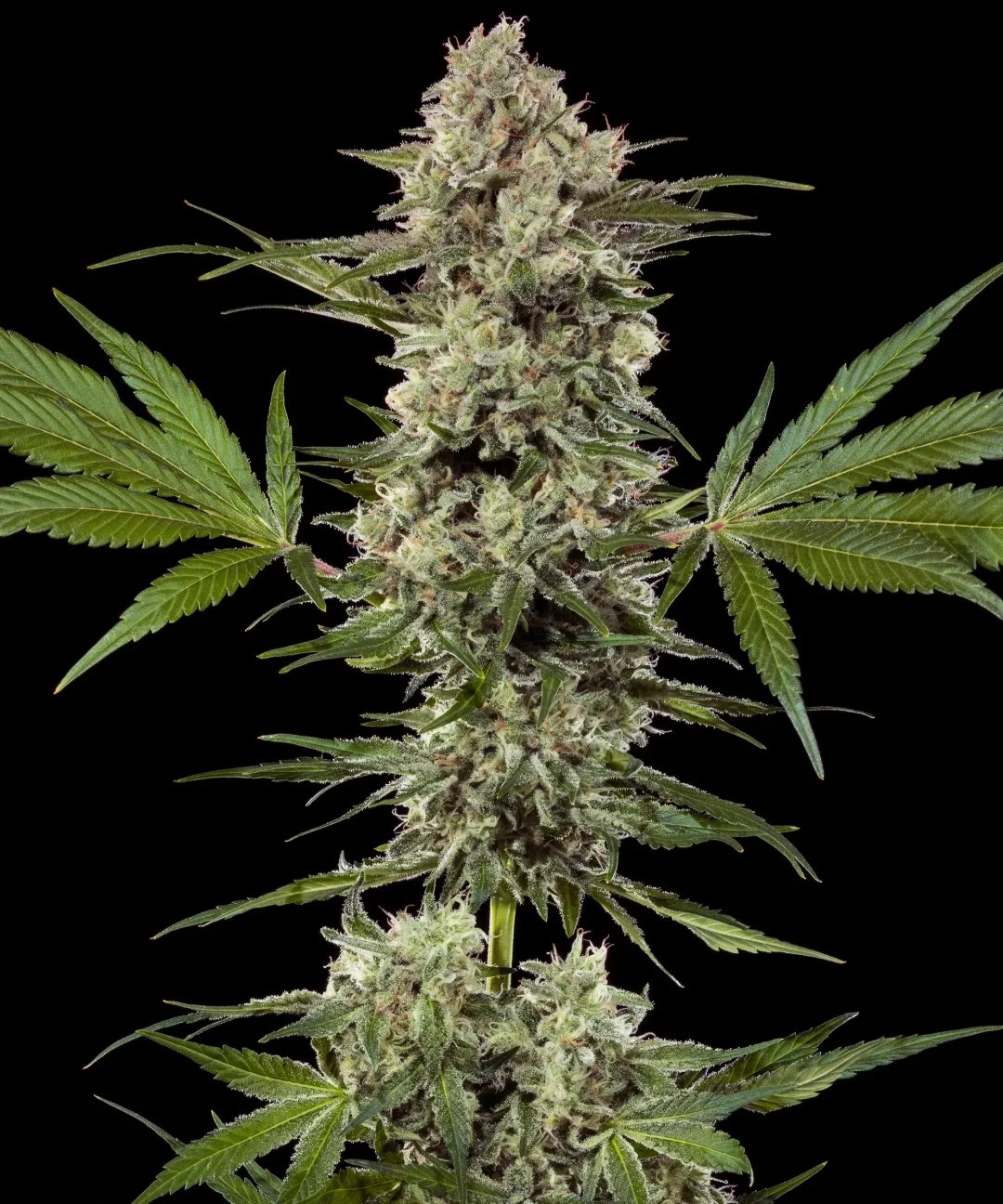 Banana Runtz Strain – product view 1