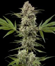 Banana Runtz Strain – product view 1