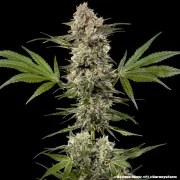 Banana Runtz Strain – product view 2