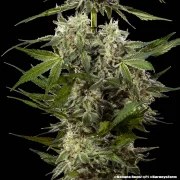 Banana Runtz Strain – product view 3
