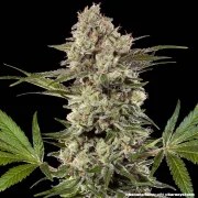 Banana Runtz Strain – product view 4