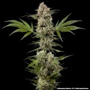 Banana Runtz Strain – product view 5