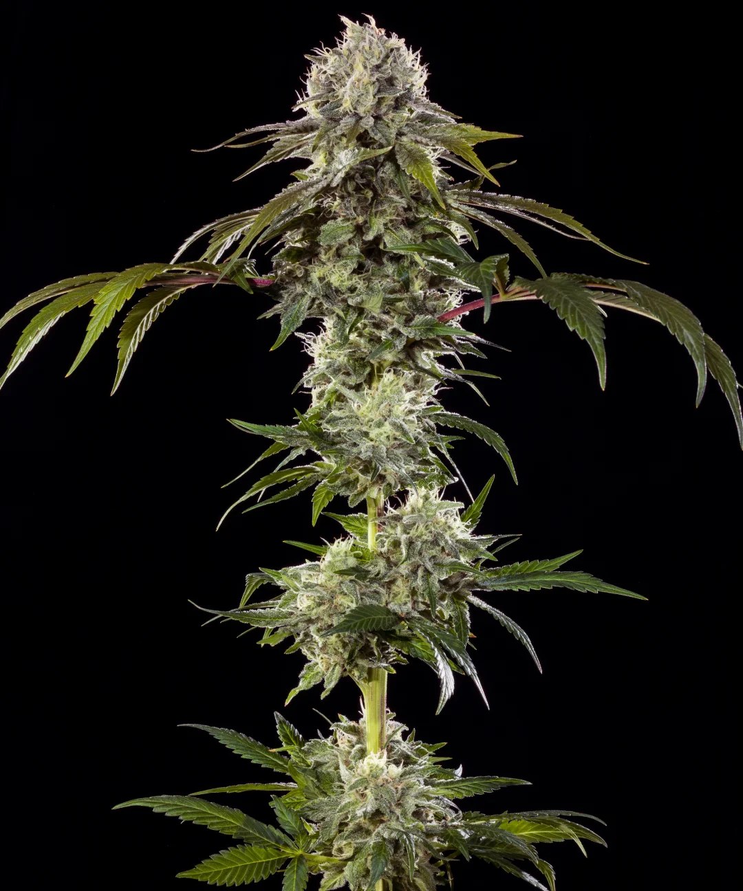 Durban Poison Strain – product view 1