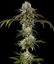 Durban Poison Strain – product view 2