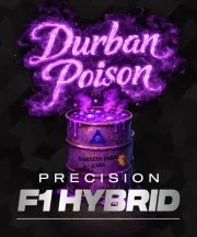 Durban Poison Strain – product view 3