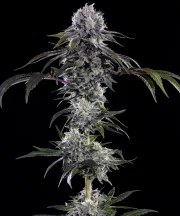 Durban Z Strain – product view 1