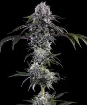 Durban Z Strain – product view 2