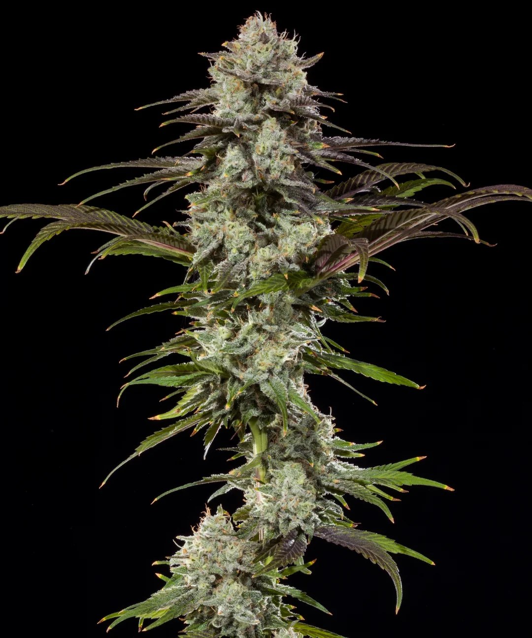 London Pound Cake Strain – product view 1