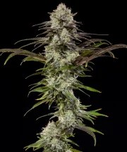 London Pound Cake Strain – product view 1