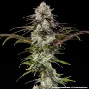 London Pound Cake Strain – product view 2
