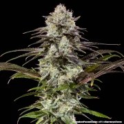 London Pound Cake Strain – product view 3