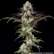 London Pound Cake Strain – product view 4