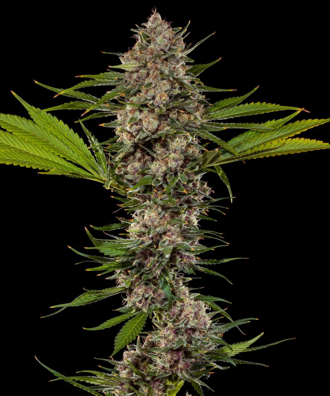 MAC 1 Strain – product view 1