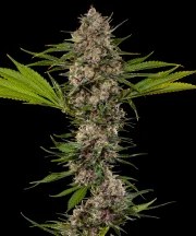 MAC 1 Strain – product view 1