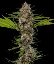 MAC 1 Strain – product view 2