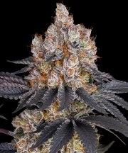 Gelato Strain – product view 1
