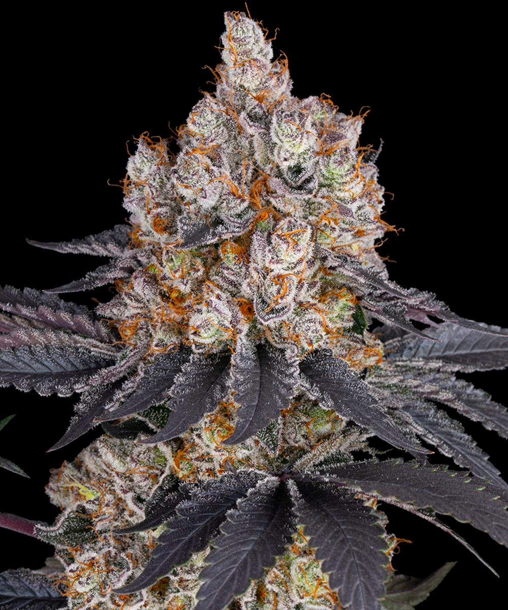 Gelato Strain – product view 1