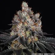 Gelato Strain – product view 2