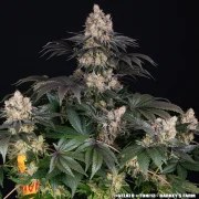 Gelato Strain – product view 3