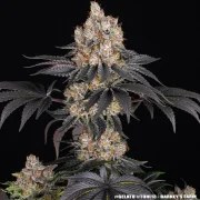 Gelato Strain – product view 4