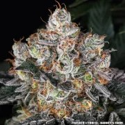 Gelato Strain – product view 5