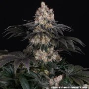 Gelato Strain – product view 6
